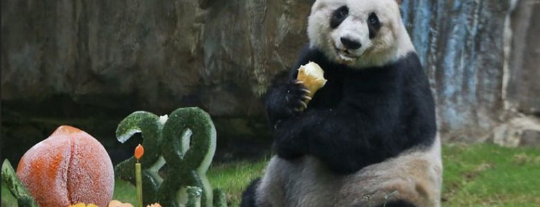 Jia Jia con su pastel por sus 38 años