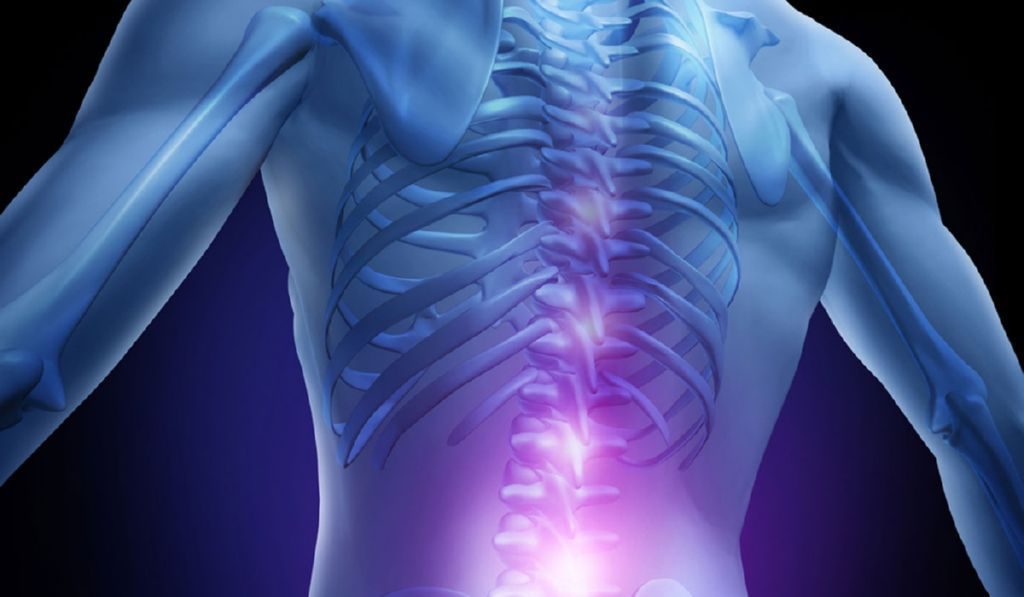 Médula espinal, columna vertebral