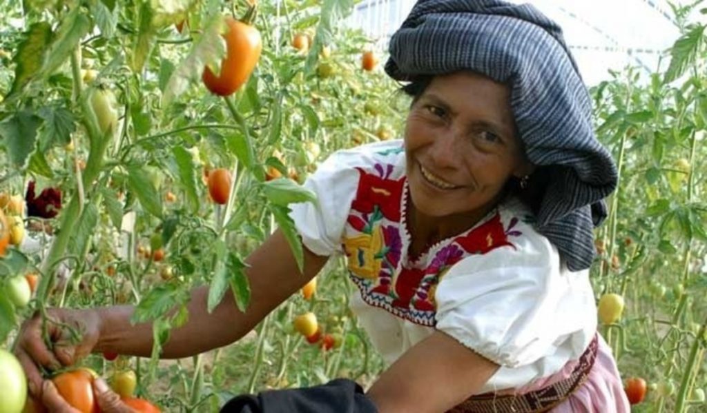 Mujer rural, campesina, cúltivo de tomate