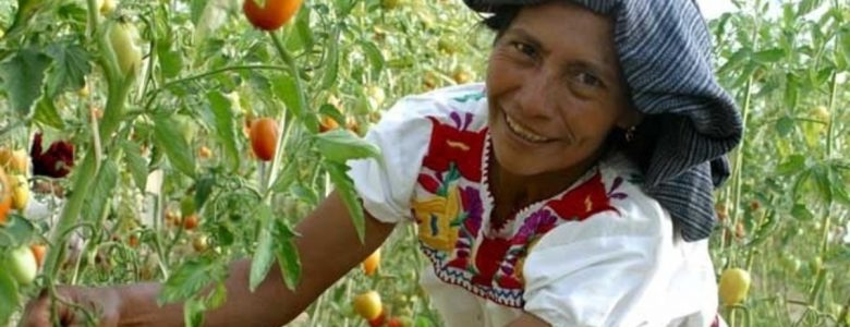 Mujer rural, campesina, cúltivo de tomate