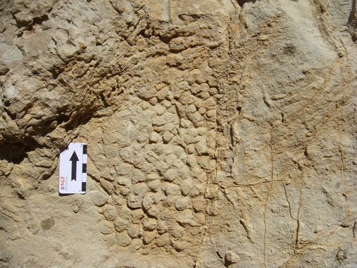 Impresión en la roca de la piel del dinosaurio. / Víctor Fondevilla / UAB