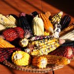 Mejoran razas de maíces criollos