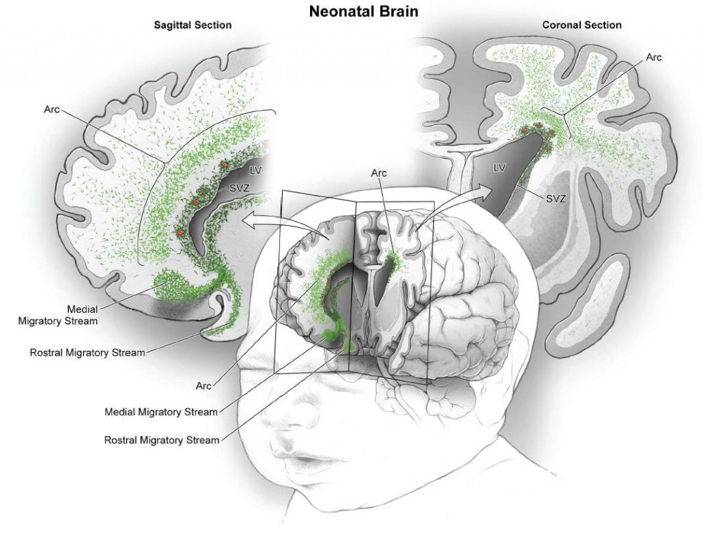 Cadenas migratorias de neuronas jóvenes en el lóbulo frontal del cerebro de lactantes. / Science