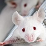 Los ratones imitan a las turbinas para entonar ultrasonidos de amor