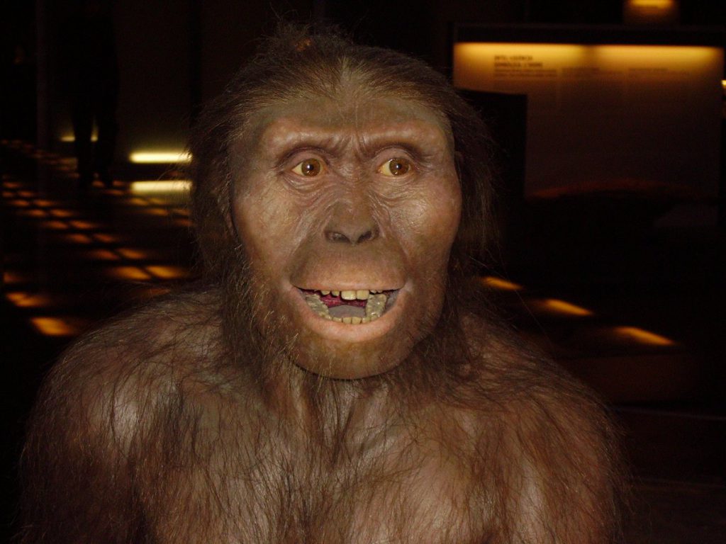 Reconstrucción de Australopithecus afarensis / Wikipedia