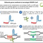 Identifican huella genómica de 12 razas de maíces en Nayarit