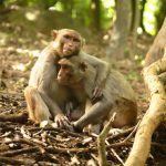 El estatus social de los macacos influye en su sistema inmune