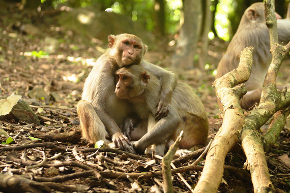 Las interacciones sociales afectan al sistema inmune, según ha comprobado un estudio realizado con macacos Rhesus. / Lauren Brent