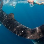 Tiburón ballena, los privilegios de la biodiversidad