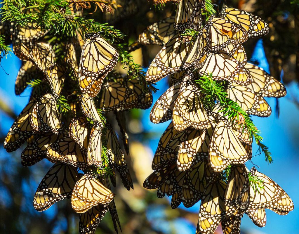 Reserva de la mariposa monarca