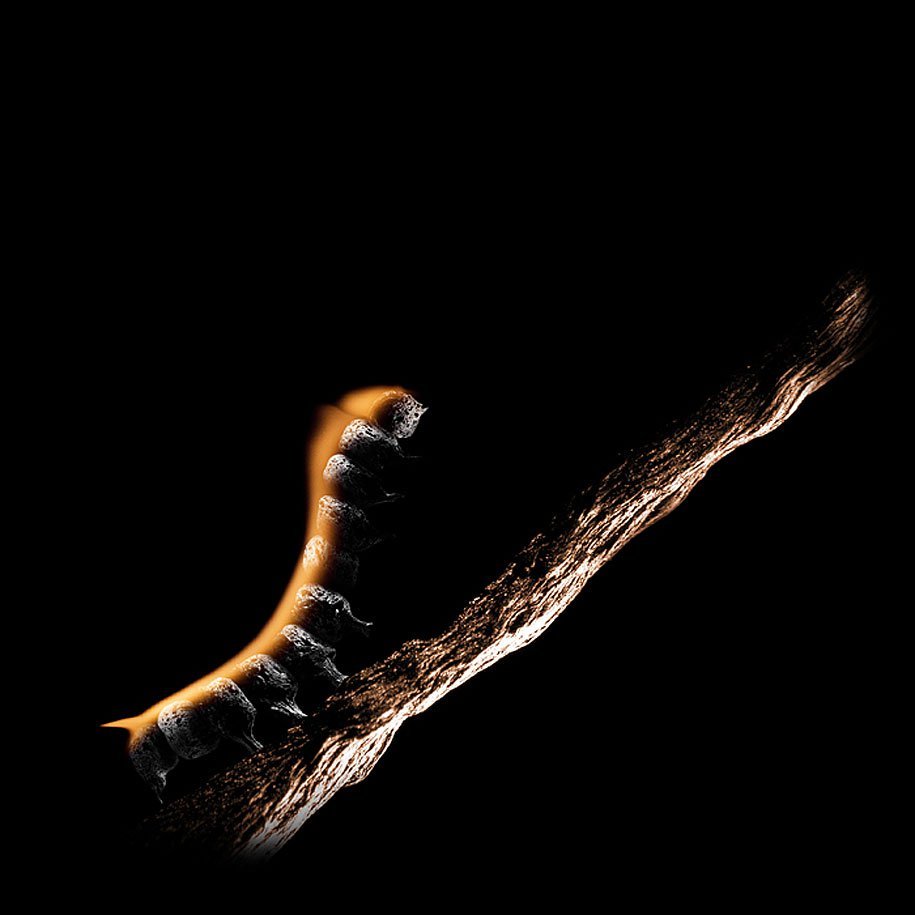 Oruga, fotografía de Stanislav Aristov. Imagen creada con cerillos quemándose
