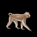 Monos paralizados vuelven a caminar con una interfaz que conecta cerebro y médula espinal
