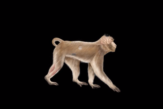 Esquema de uno de los macacos a los que se ha realizado la intervención. Imagen: EPFL