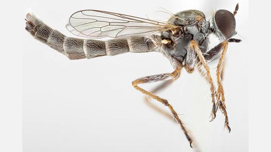 La nueva especie de mosca asesina, Trichoura pardeos. / Torsten Dikow