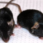 Alargan la vida de ratones gracias a la reprogramación celular