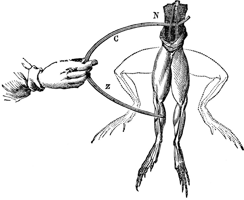 El experimento de Luigi Galvani con las ancas de rana