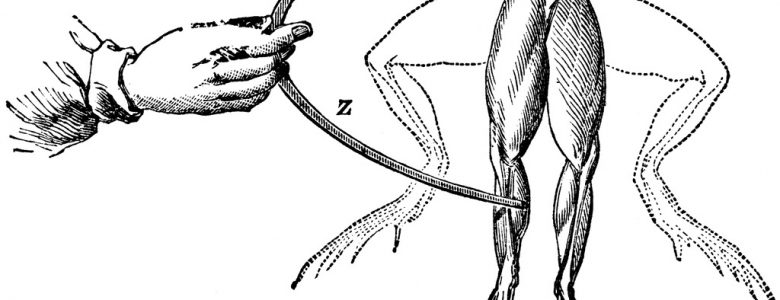El experimento de Luigi Galvani con las ancas de rana