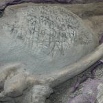 En Baja California Sur, vestigios de hasta 30 millones de años