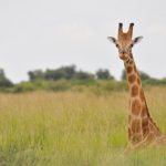 La jirafa africana se convierte en especie amenazada