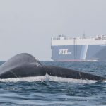 Un rastreador de ballenas azules evita que choquen contra los buques