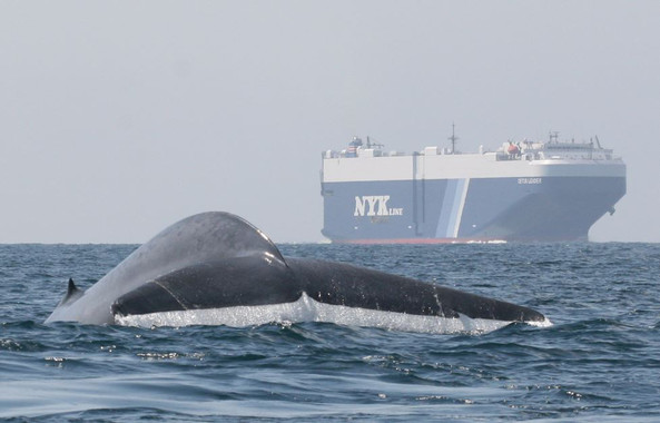 Una ballena azul sobresale del agua cerca de un buque en la costa de California en EE UU. El nuevo sistema de predicción ayudará a identificar las zonas de alimentación para ayudar a los buques a evitarlas. / John Calambokidis, Cascadia Research Collective