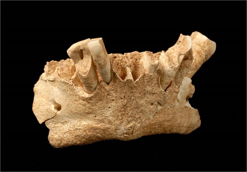 La mandíbula del hominino más antiguo de Europa, descubierta en 2007 en la Sima de Elefante del yacimiento de Atapuerca. / CENIEH