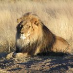 La caza del león para trofeos pone en jaque a la especie