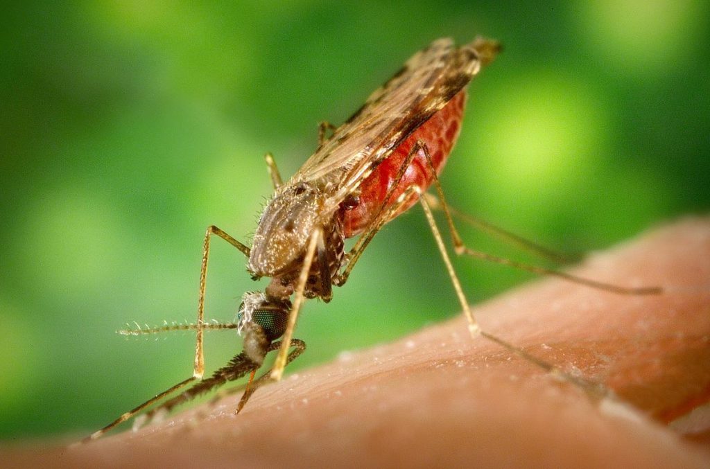 El mosquito Anopheles albimanus es un vector de la malaria humana. Imagen: Pennstatelive.