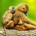 Los babuinos emiten cinco sonidos similares a las vocales humanas