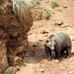 El ecoturismo mal regulado estresa a los osos