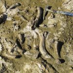 Hallan en Jaén fósiles de ballenas y leones marinos de hace 10 millones de años