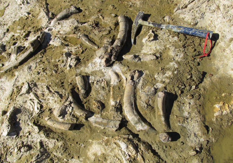 Restos fósiles de cetáceos y pinnípedos de hace aproximadamente diez millones de años/ Universidad de Jaén