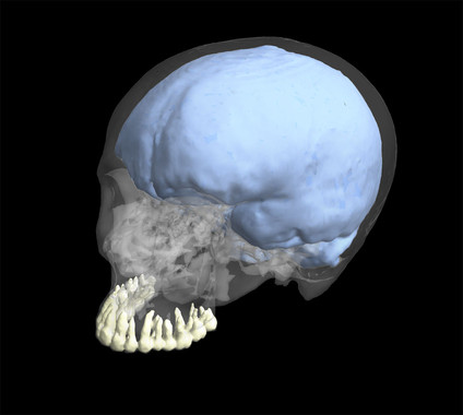 Reconstrucción 3D del cráneo de un humano moderno mostrando los dientes y la morfología craneal / George Washington University