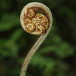 Los misterios del desarrollo y evolución de las hojas