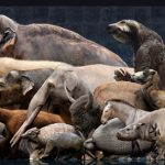 La extinción de megafauna en el Pleistoceno pudo ser por la presencia de humanos