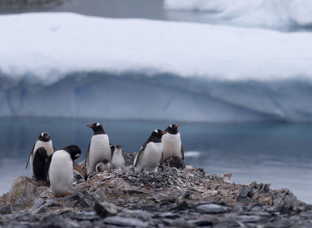 Pinguinos gentú, en la Antartida- AP Foto, Natacha Pisarenko, Archivo
