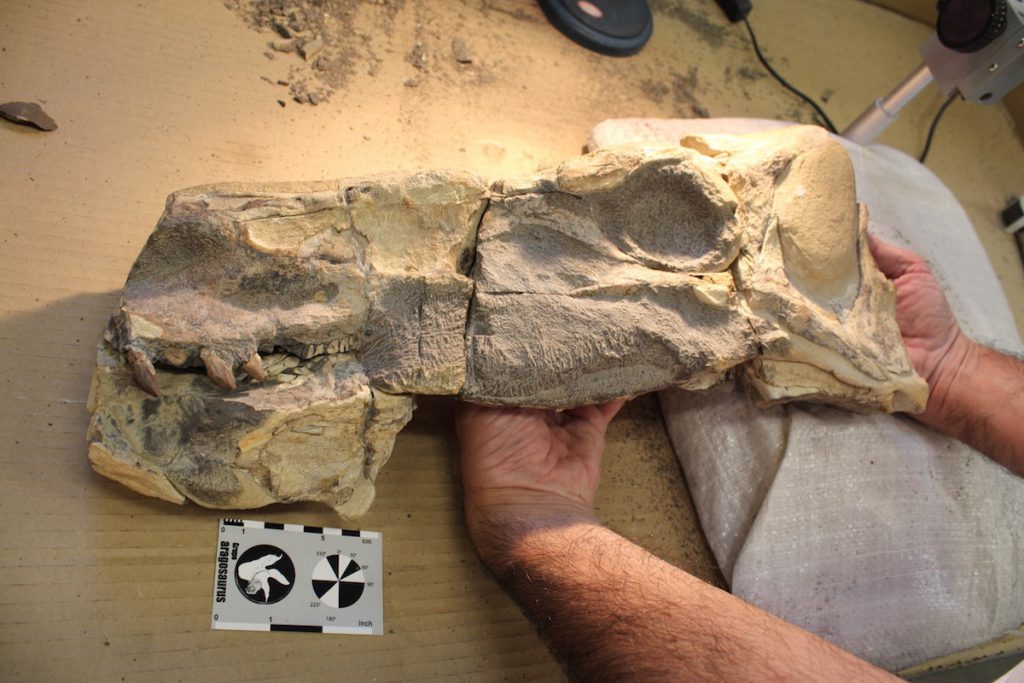 Cráneo del dinosaurio come semilas- J. I. Canudo