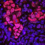 La reprogramación de tejidos vivos induce rejuvenecimiento celular