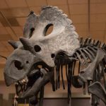 Dinosaurios mexicanos, en el Museo del Desierto