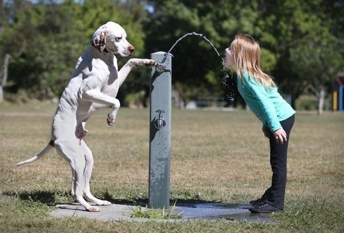 los perros tienen expresiones faciales