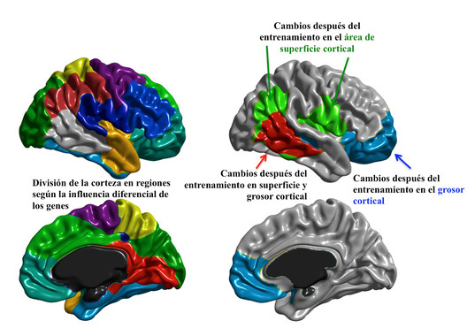 Cambios en el cerebro por entrenamiento cognitivo- UAM