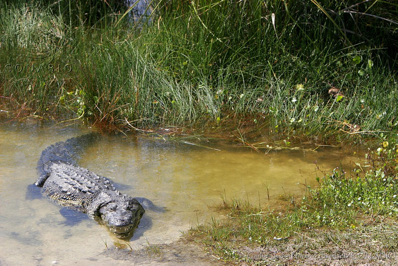 Crocodylus moreletii, cocodrilo de pantano- Conabio