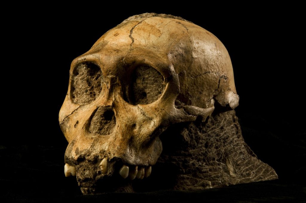 Cráneo del homínido Australopithecus sediba- Brett Eloff