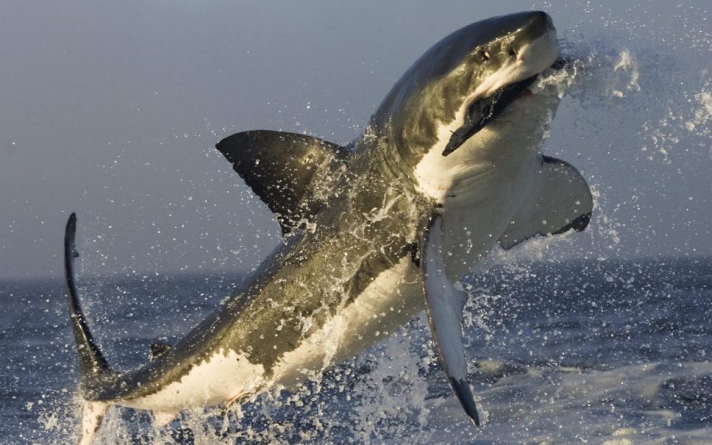 Tiburón blanco cazando
