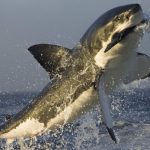 Detectan nueva área de crianza del tiburón blanco