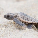 Nuevo método para conocer el sexo de las tortugas marinas