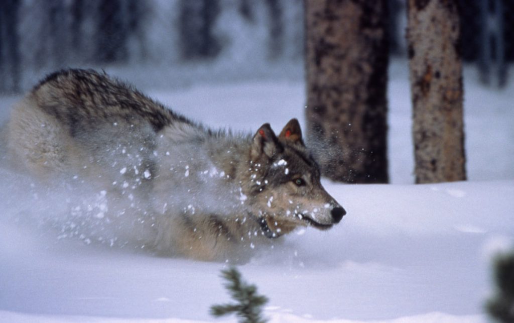 Lobo corriendo en la nieve