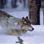 ¿Cómo una manada de lobos pudo cambiar el curso de los ríos?
