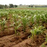 Para México no es necesario el maíz genéticamente modificado