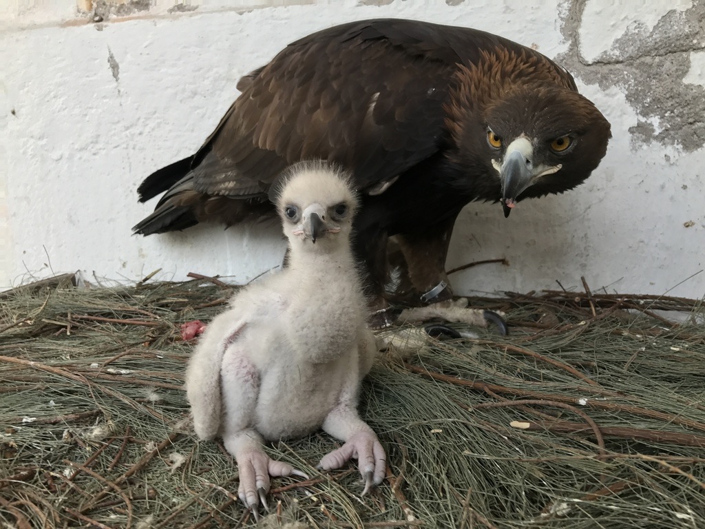 Nace la primer águila real por inseminación artificial en México - Alef